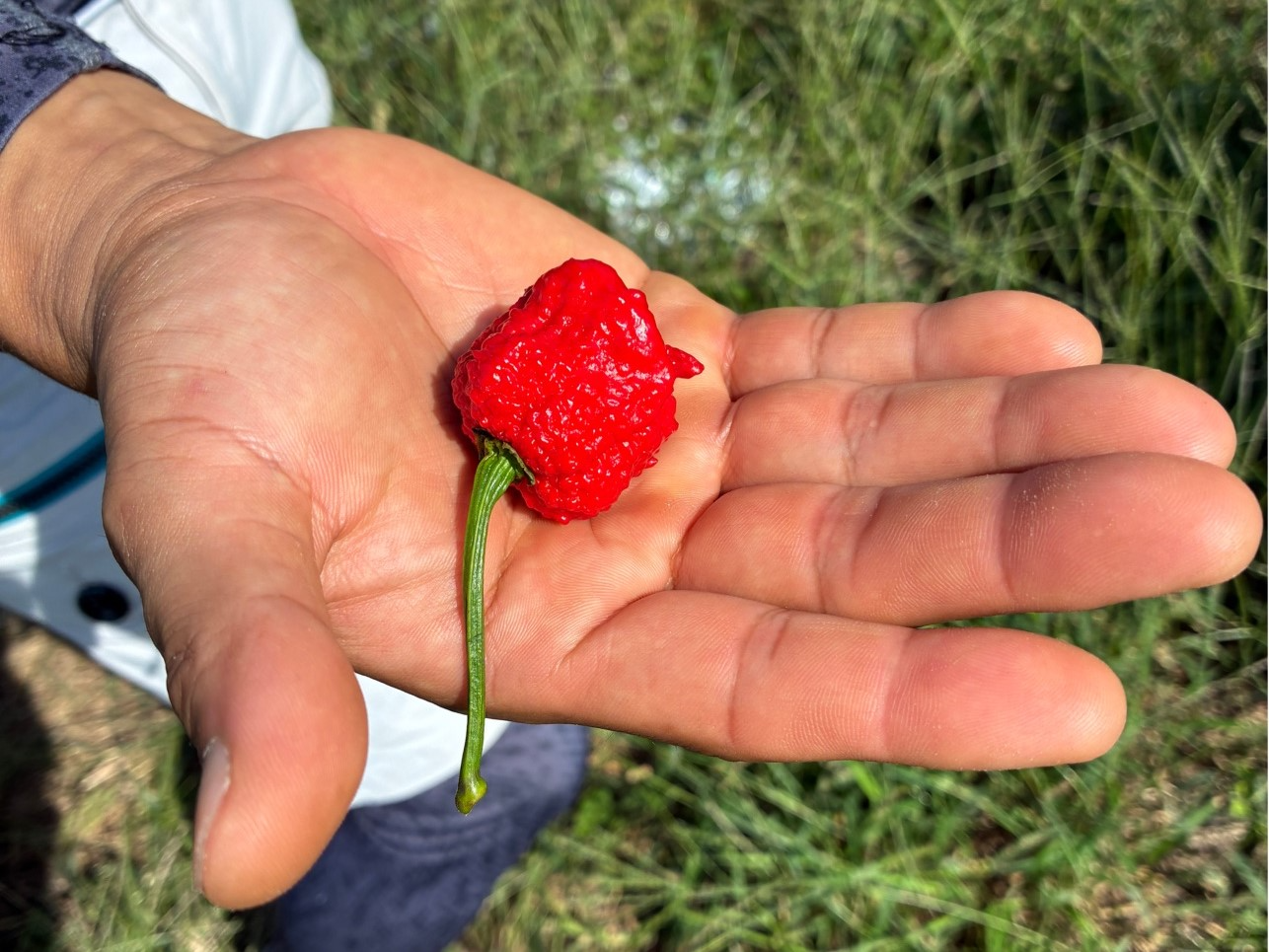 手のひらの上の唐辛子