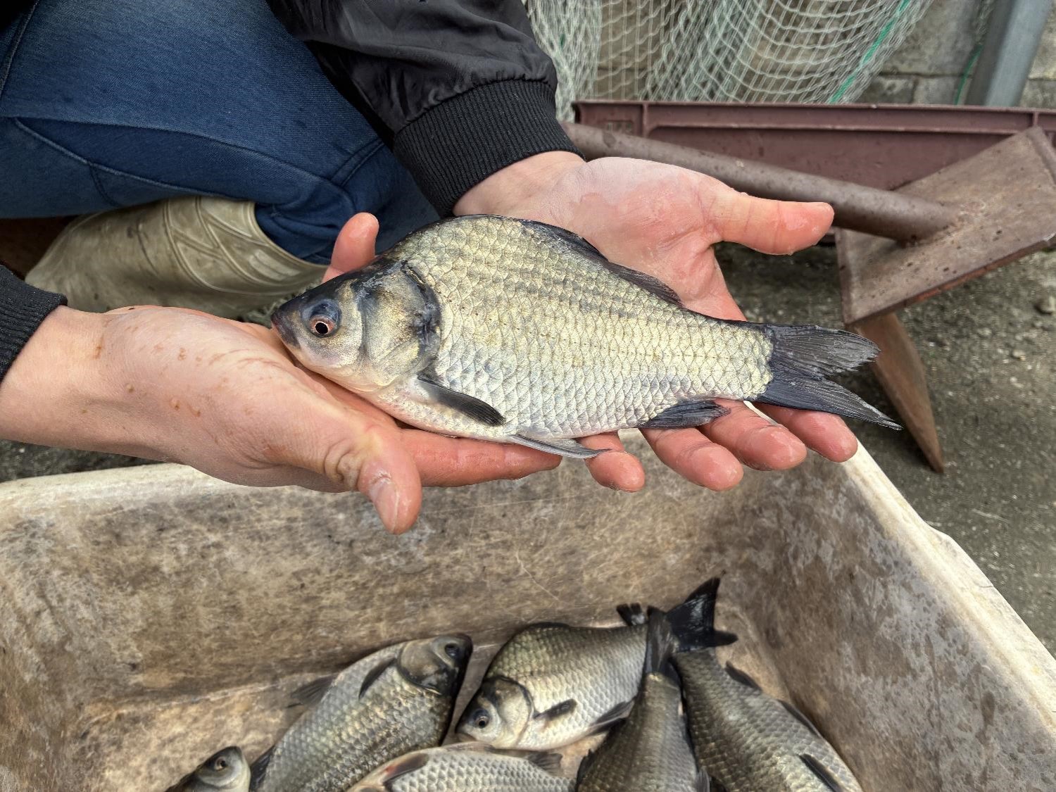 手の中に収まるフナ