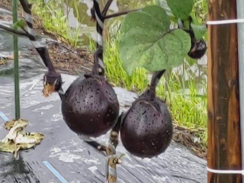 艶々とまあるく実ったなす