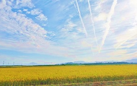 収穫前の水稲
