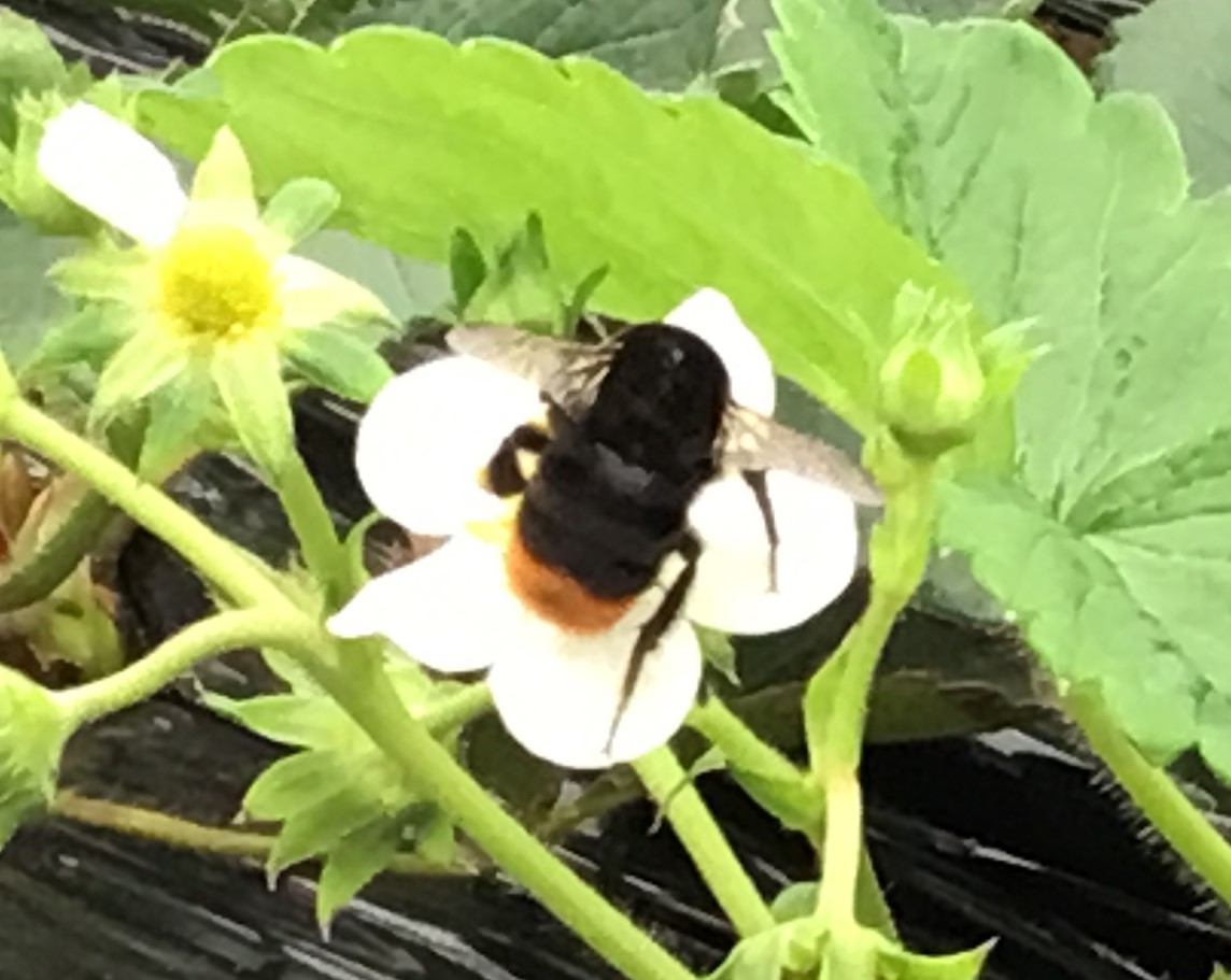 蜂