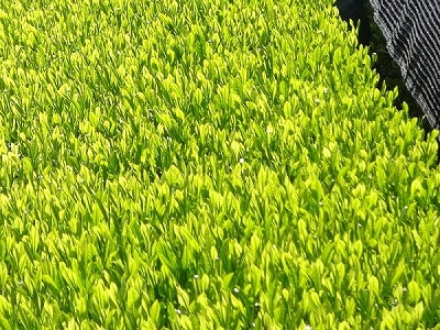 朝宮茶