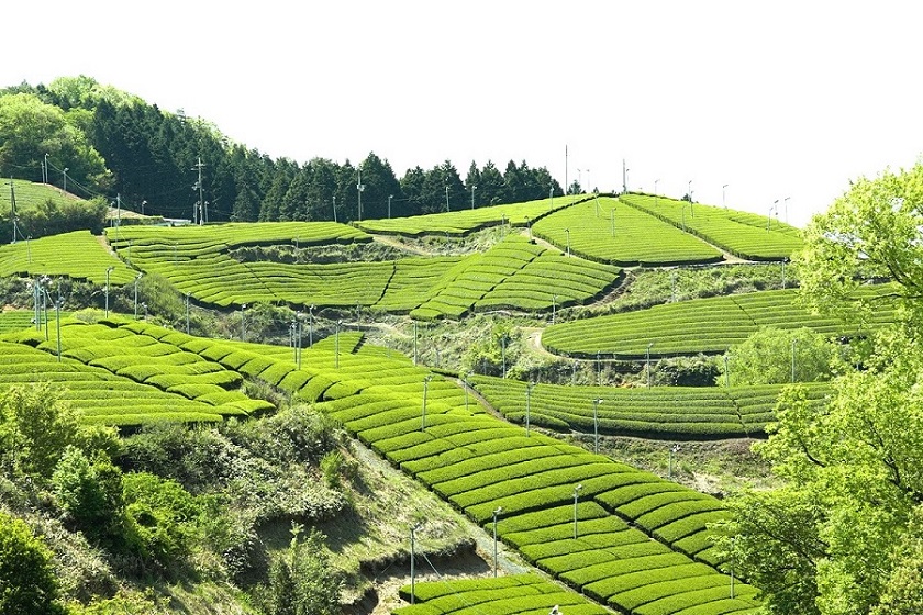 朝宮の茶畑