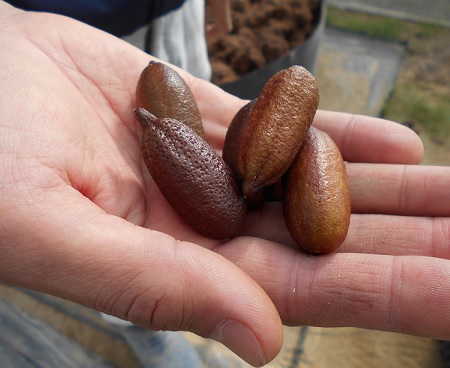 フィンガーライムの実