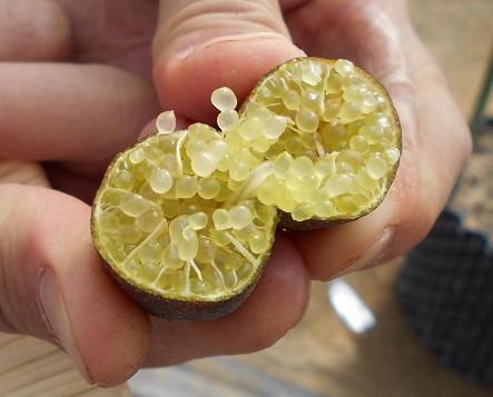 フィンガーライムの果肉