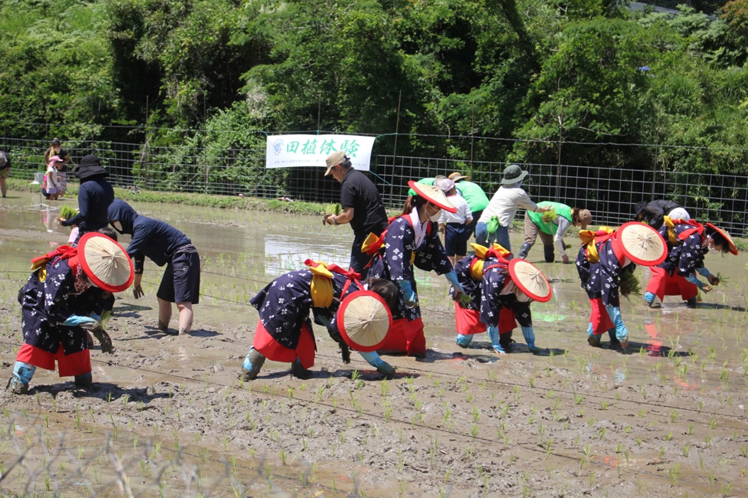 早乙女姿で田植えをする様子
