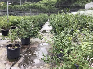 はしりFarmのブルーベリー園内