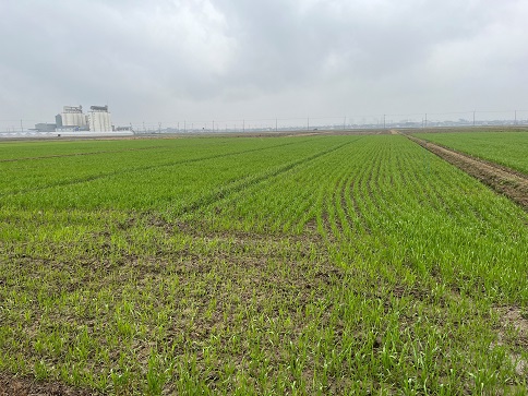 茎立ち期を迎えた小麦のほ場