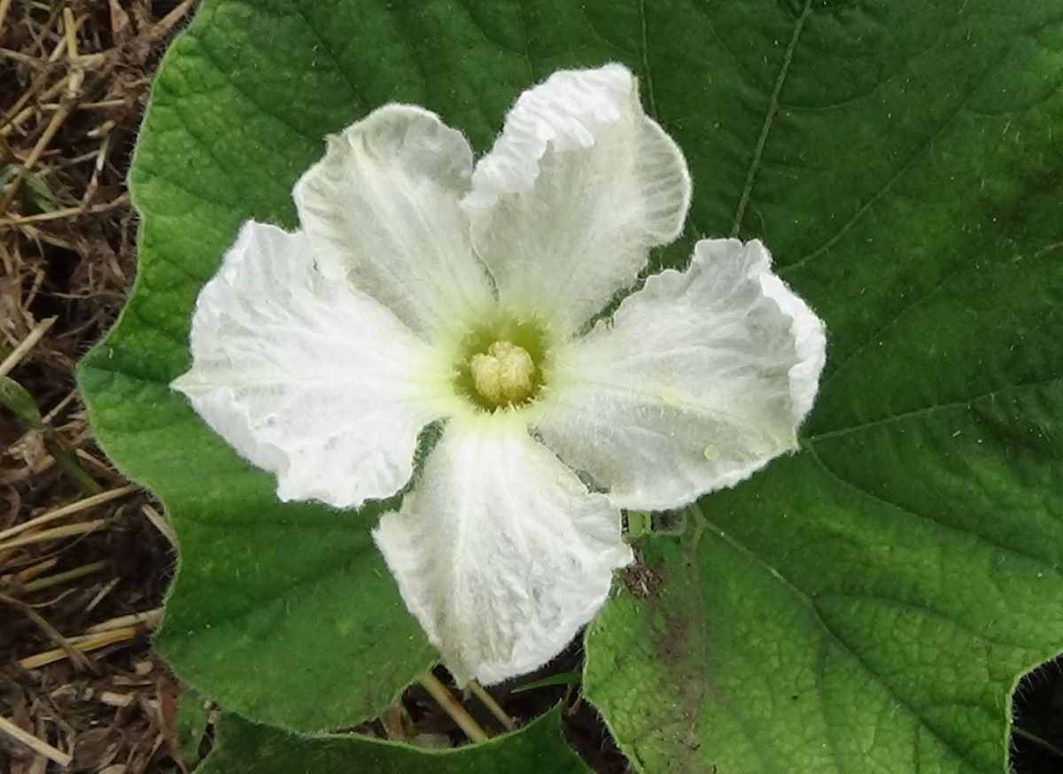 ユウガオの花