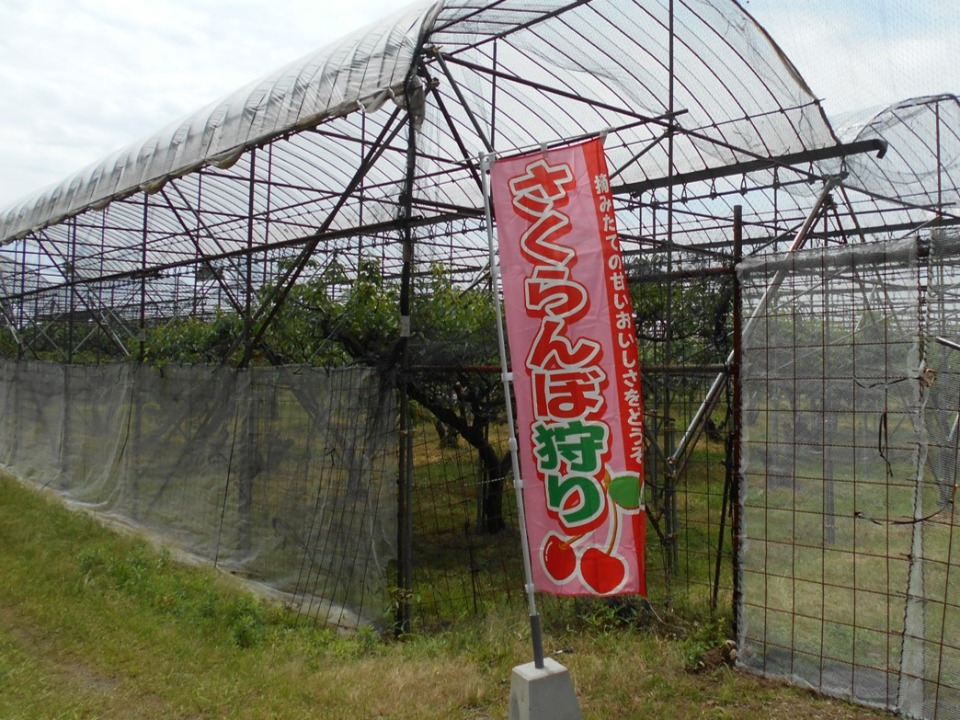 さくらんぼ園のビニールハウス