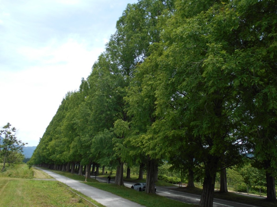 果樹園横のメタセコイア並木