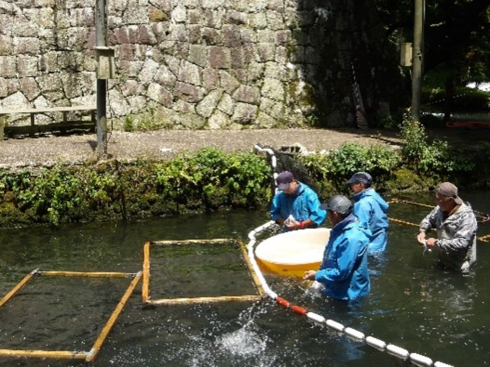 選別作業