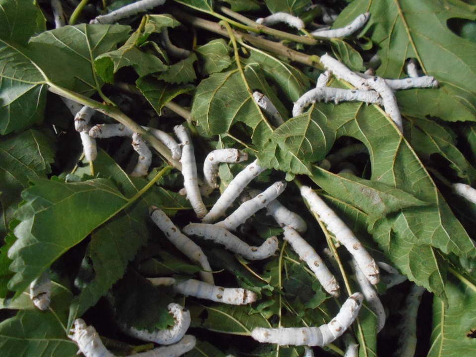 5齢目に入った蚕