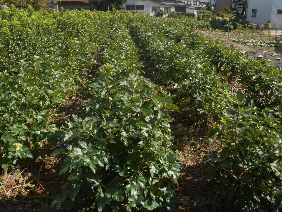 蚕のエサとなる桑の畑
