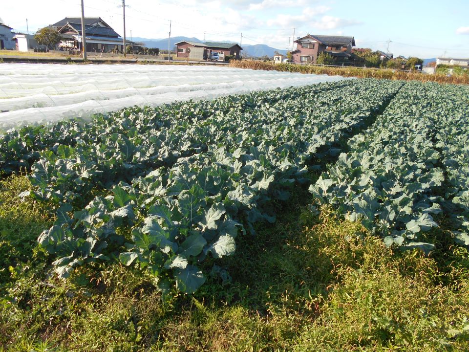 ブロッコリーの圃場