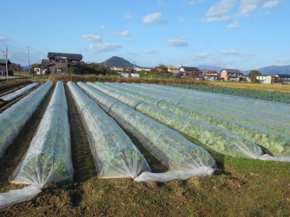 白菜の圃場