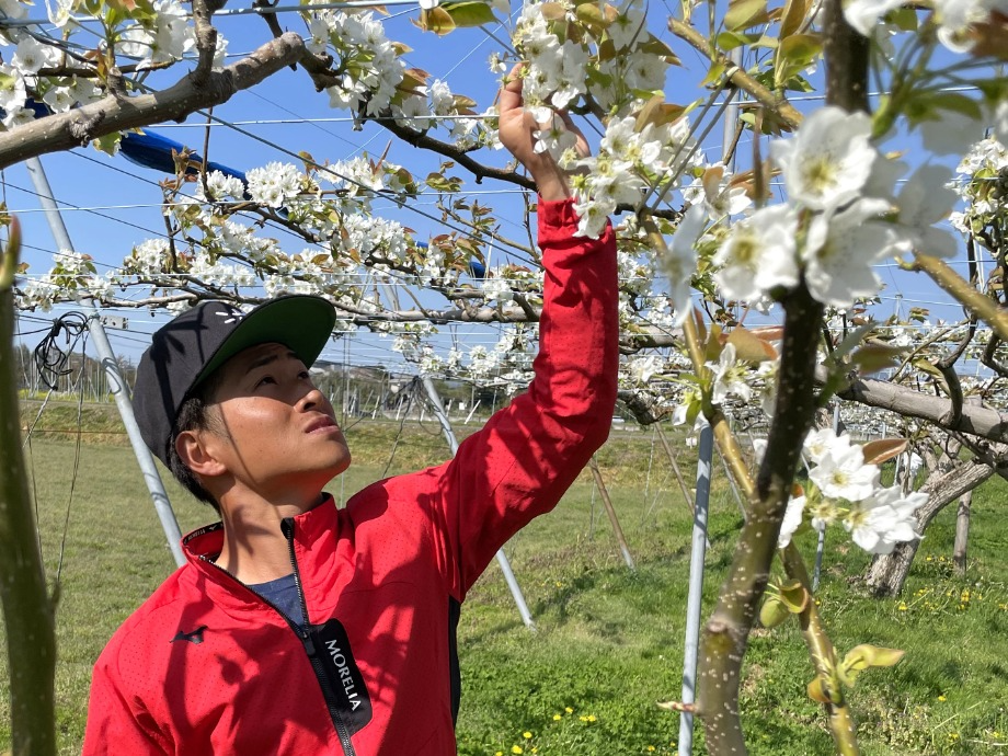 梨の開花状況を確認する亜久里さん