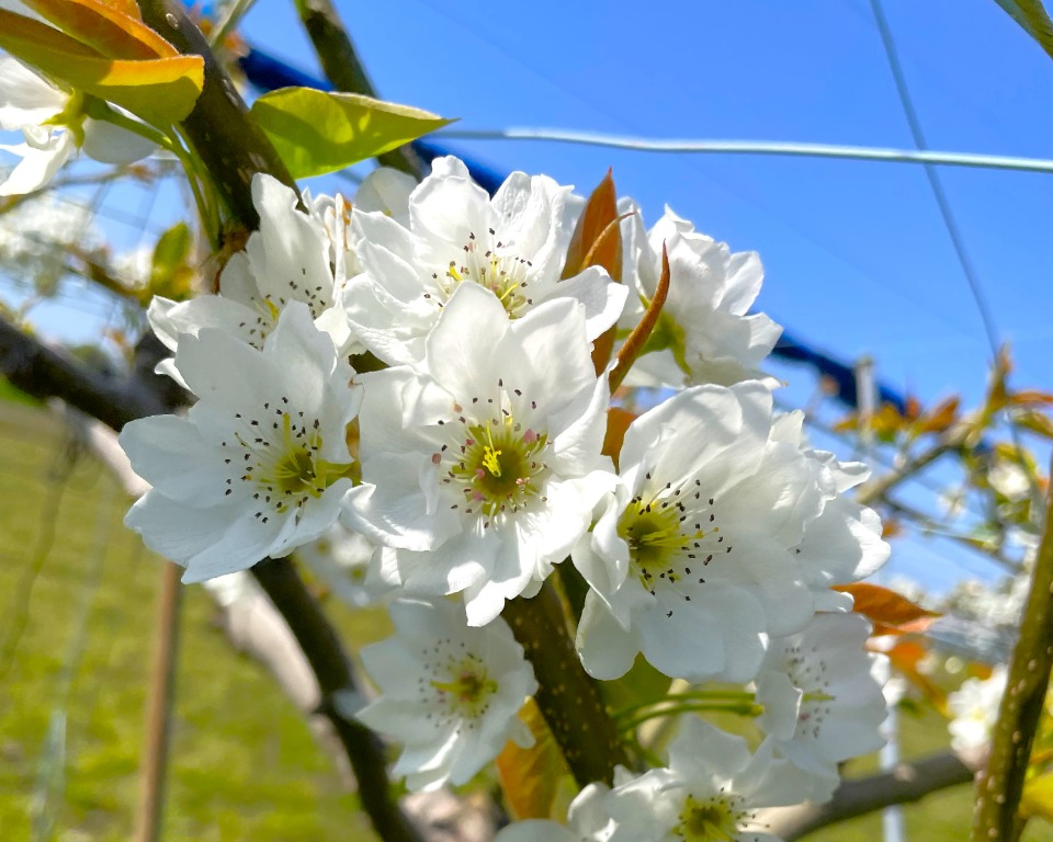 梨の花