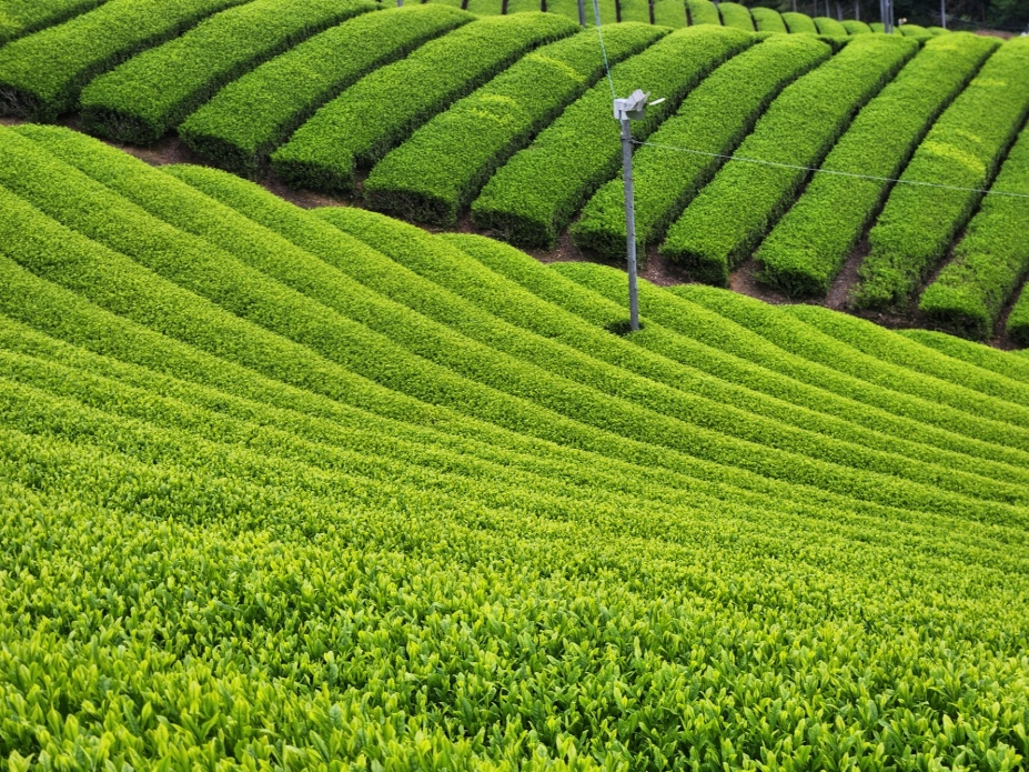 傾斜地に広がる茶畑の景色