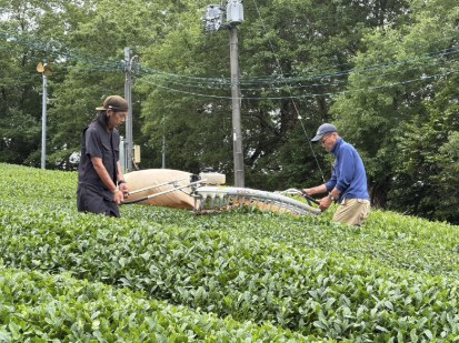 手刈り機による収穫作業の様子