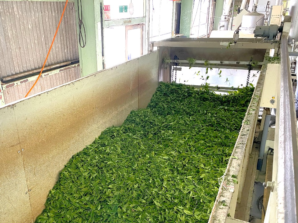 収穫され茶工場に運ばれた茶葉