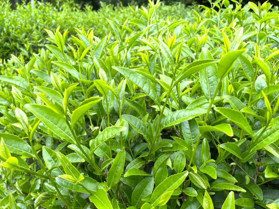 政所茶の新芽。肉厚で緑が濃いのが特徴です。