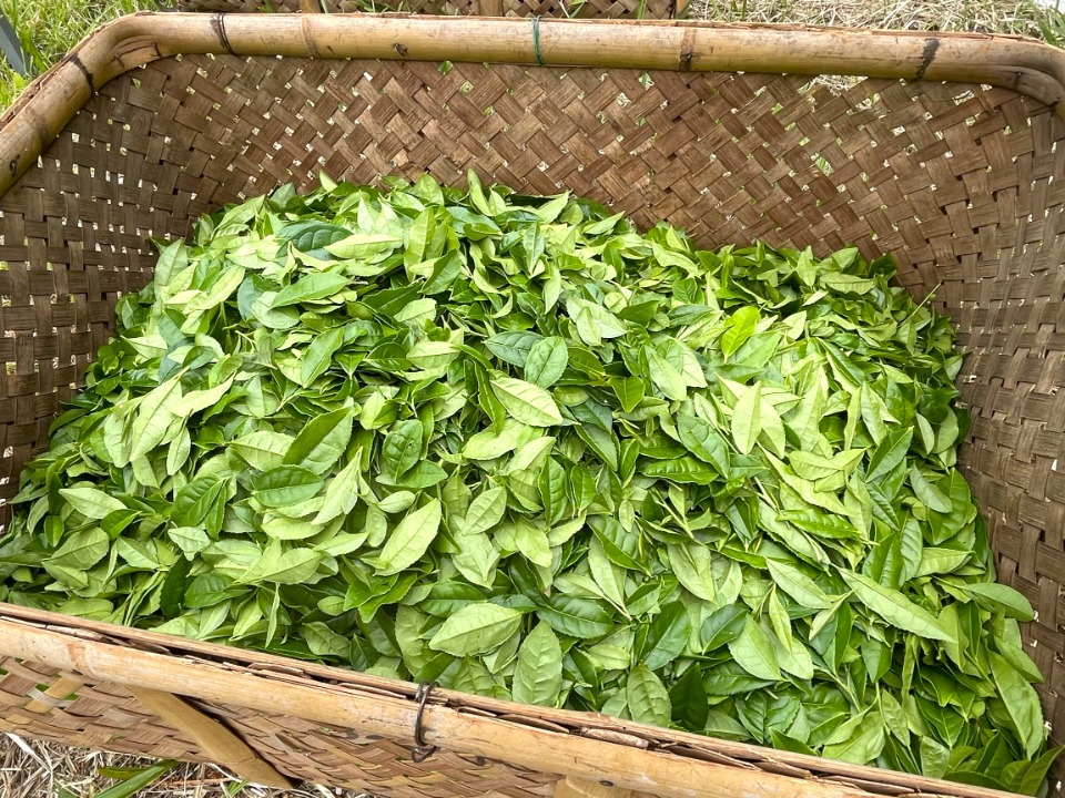 集められた茶葉