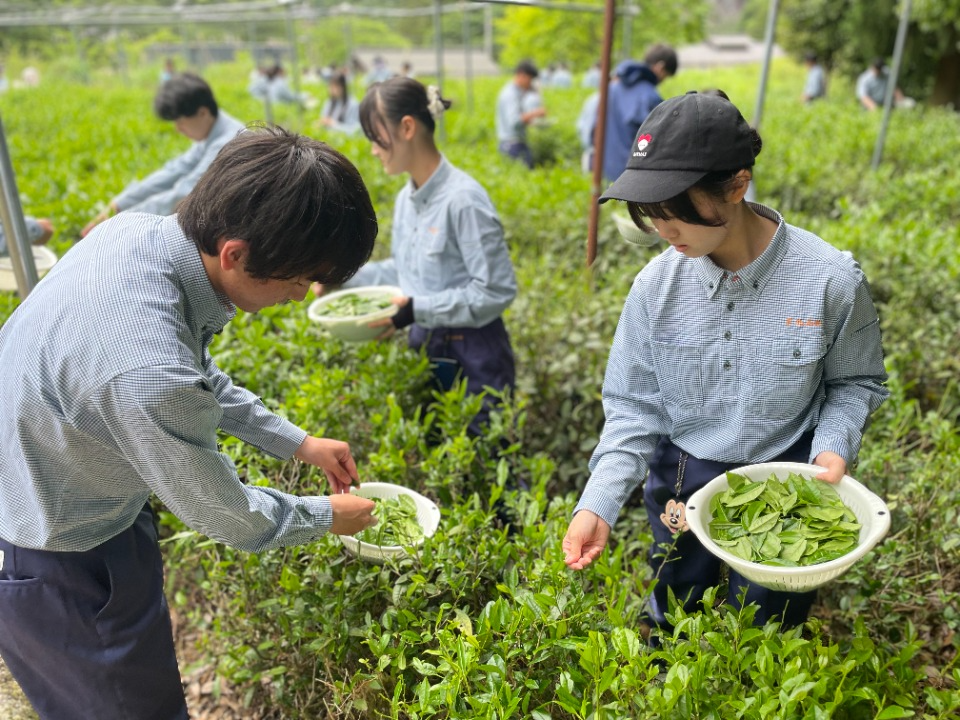 政所茶の手摘み実習を行う八日市南高校の生徒