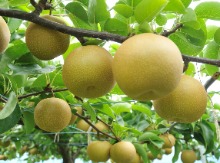 スポーツ界から転身し「彦根梨」を生産!!