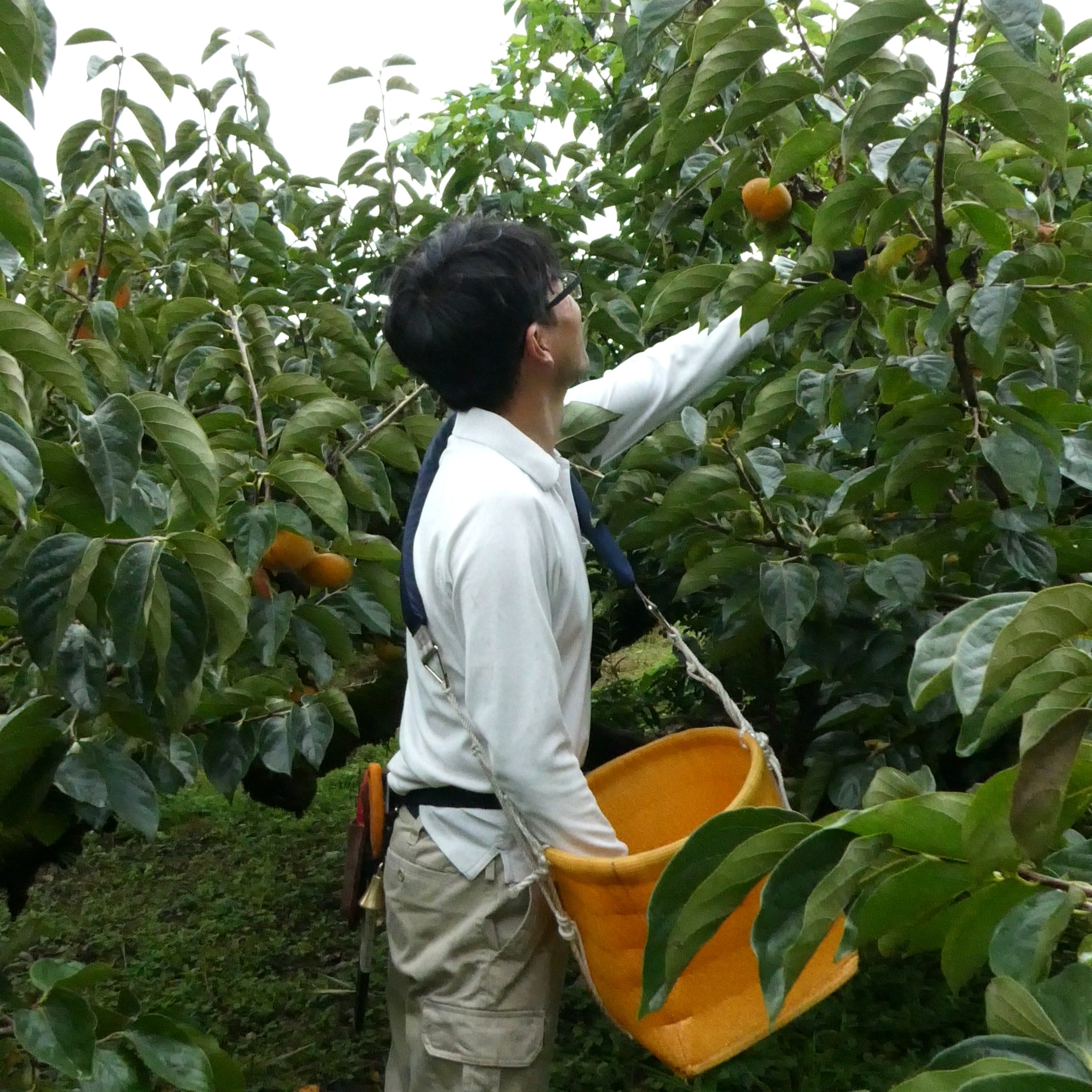 木になってる柿の様子を見る山中さん