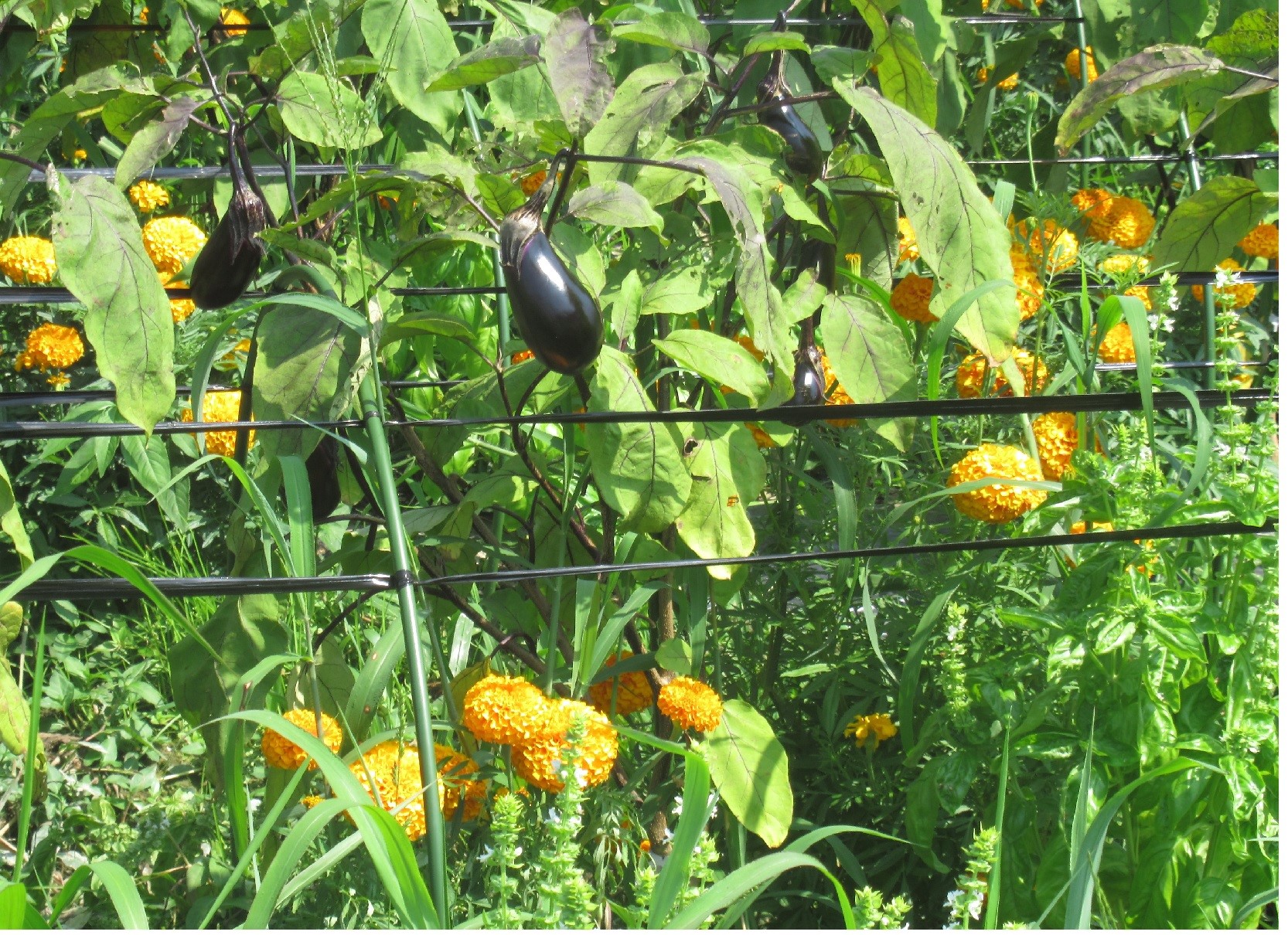畑のなすとマリーゴールド