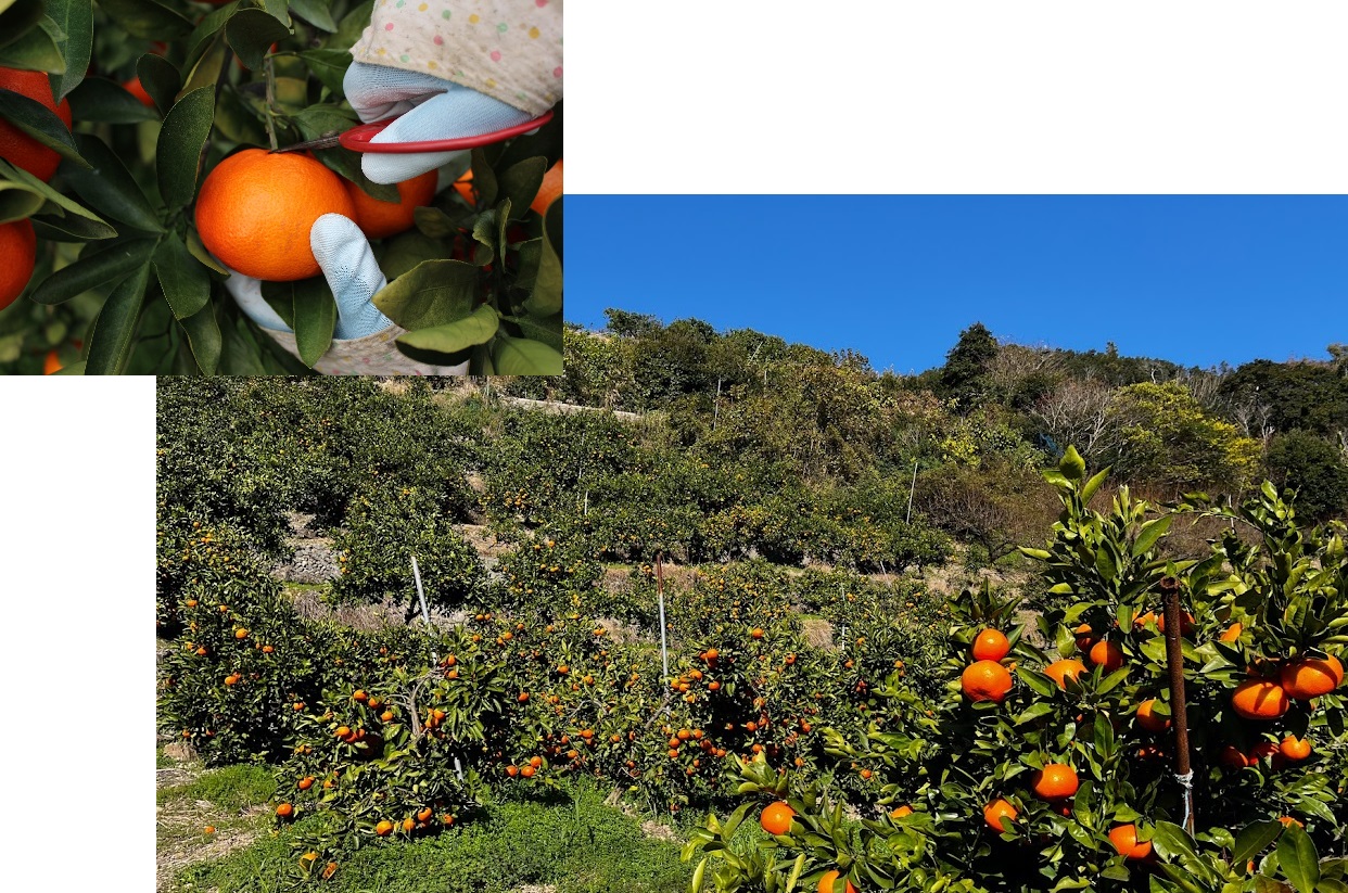 みかんの摘果と園地