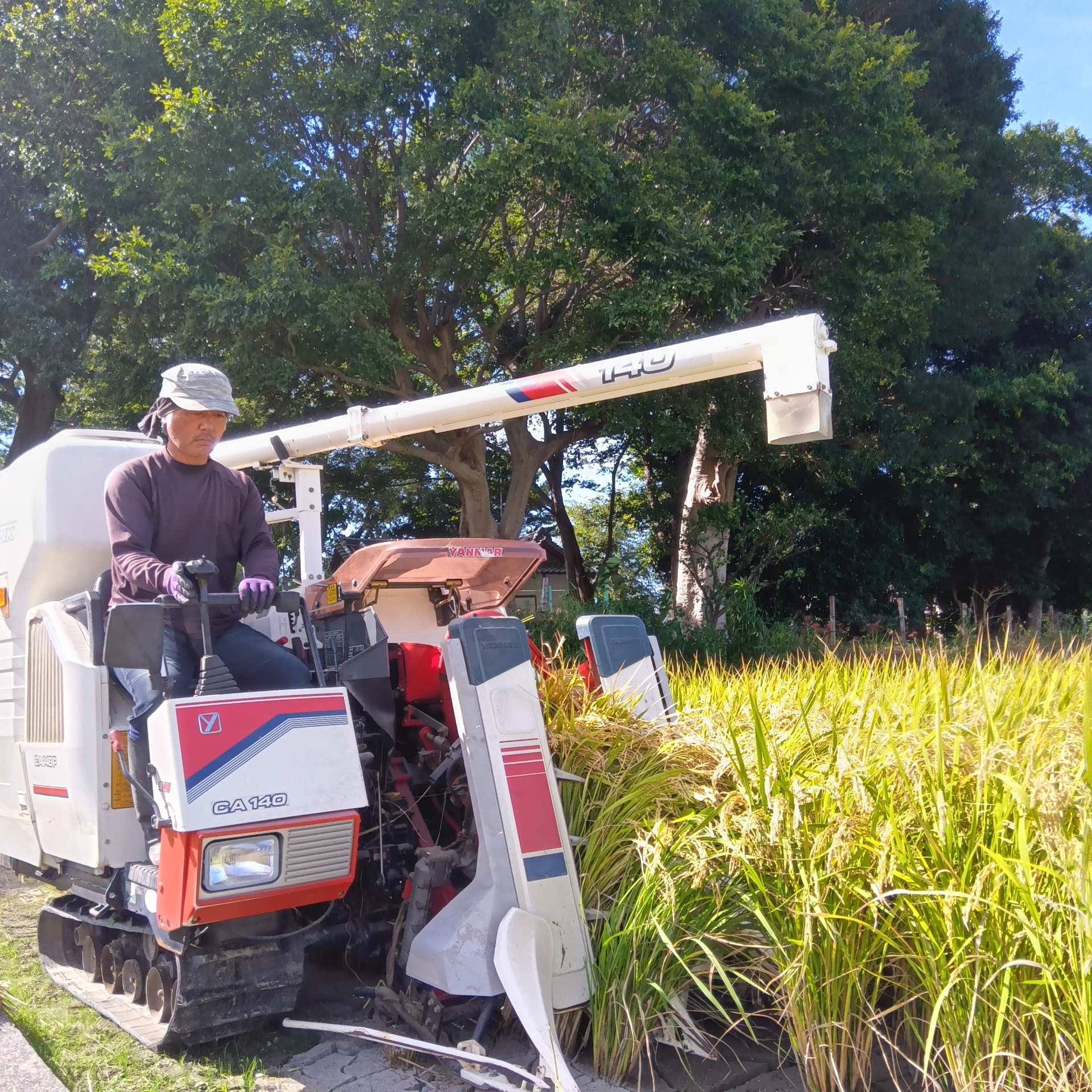 コンバインでお米を収穫をしている写真