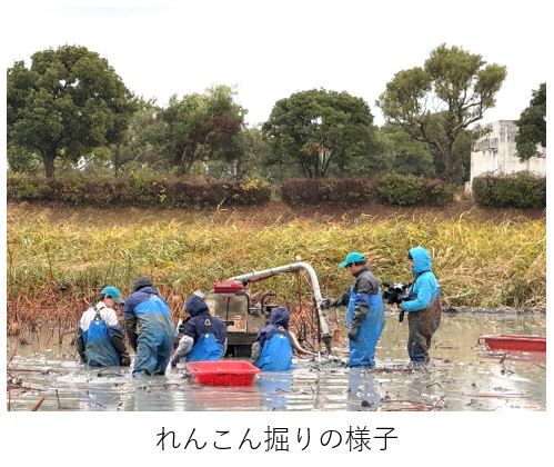 れんこん掘りの様子
