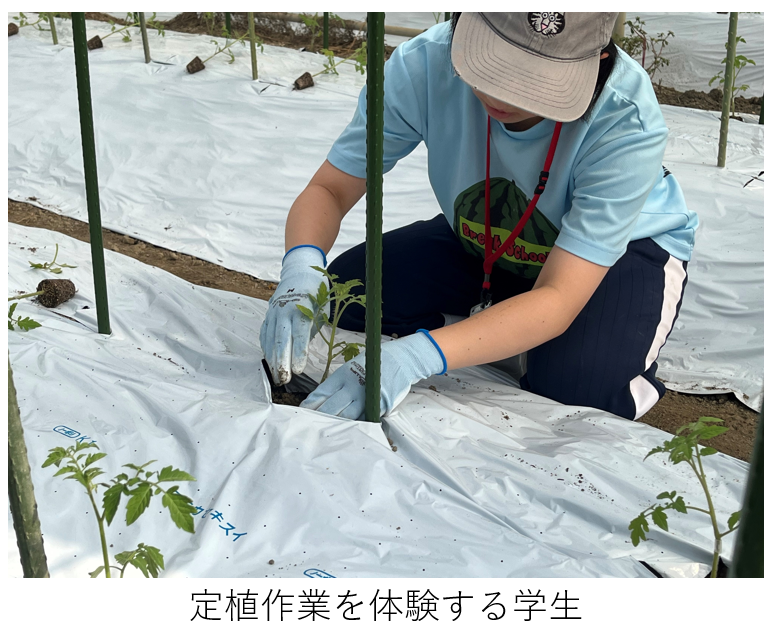 定植作業体験