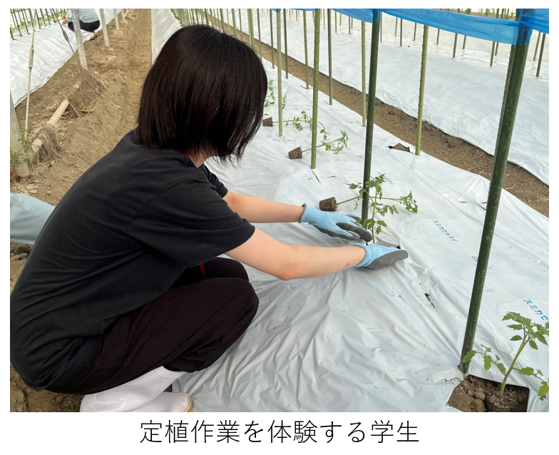 定植作業体験