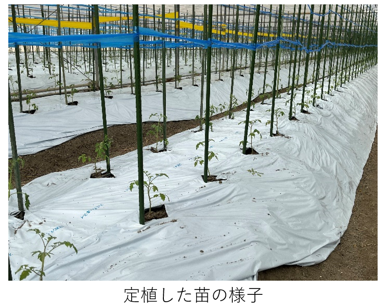 定植した苗