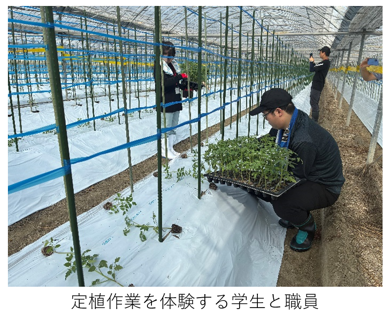 定植作業体験