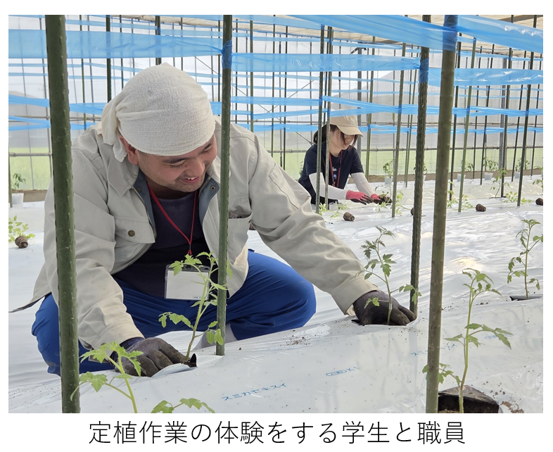 定植作業体験
