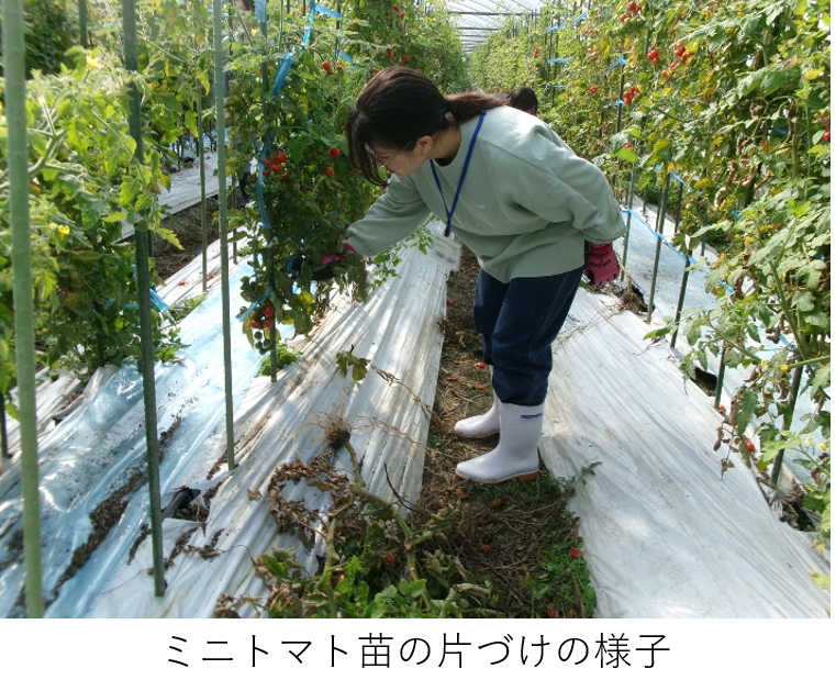 ミニトマト苗の片づけの様子