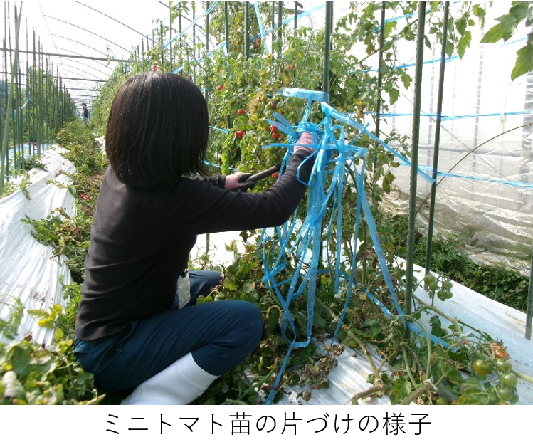 ミニトマト苗の片づけの様子