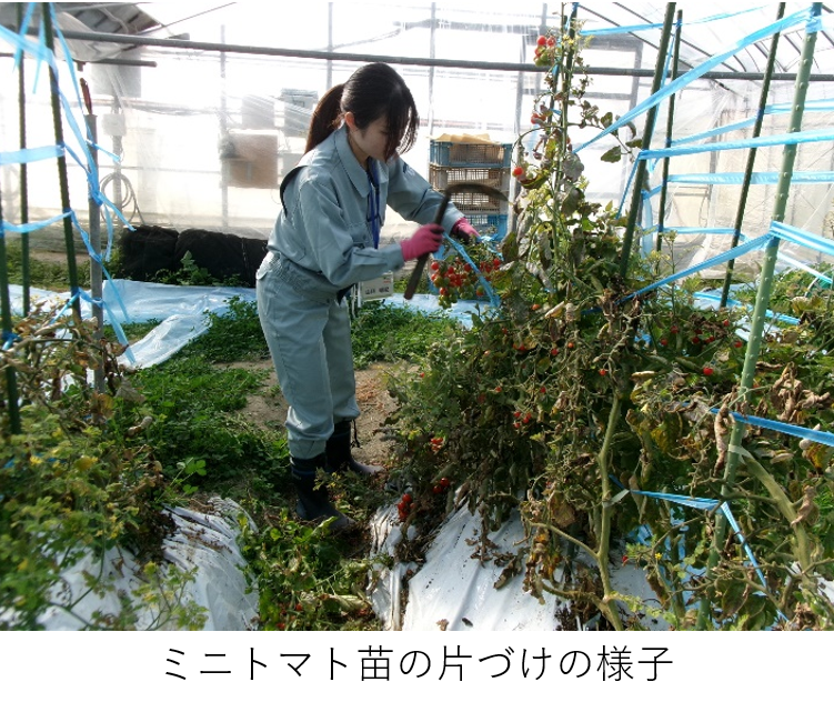 ミニトマト苗の片づけの様子