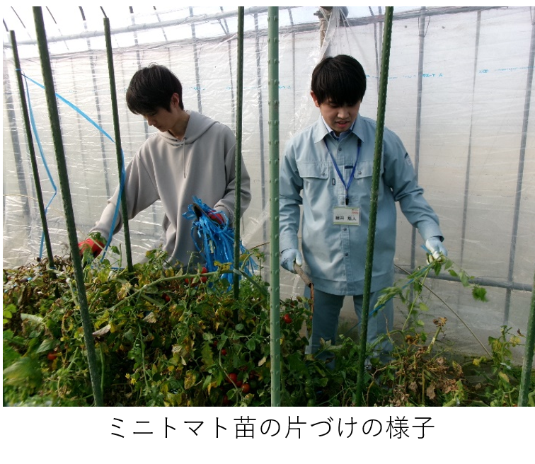 ミニトマト苗の片づけの様子