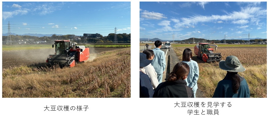 大豆の収穫見学