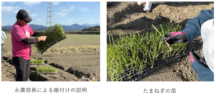 玉ねぎの植付け体験