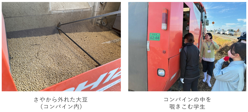 大豆の収穫見学