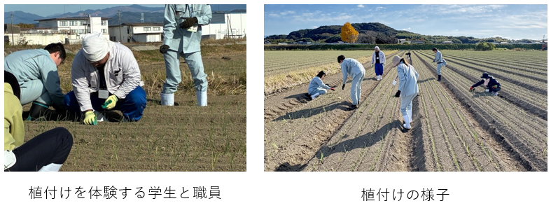 玉ねぎの植付け体験