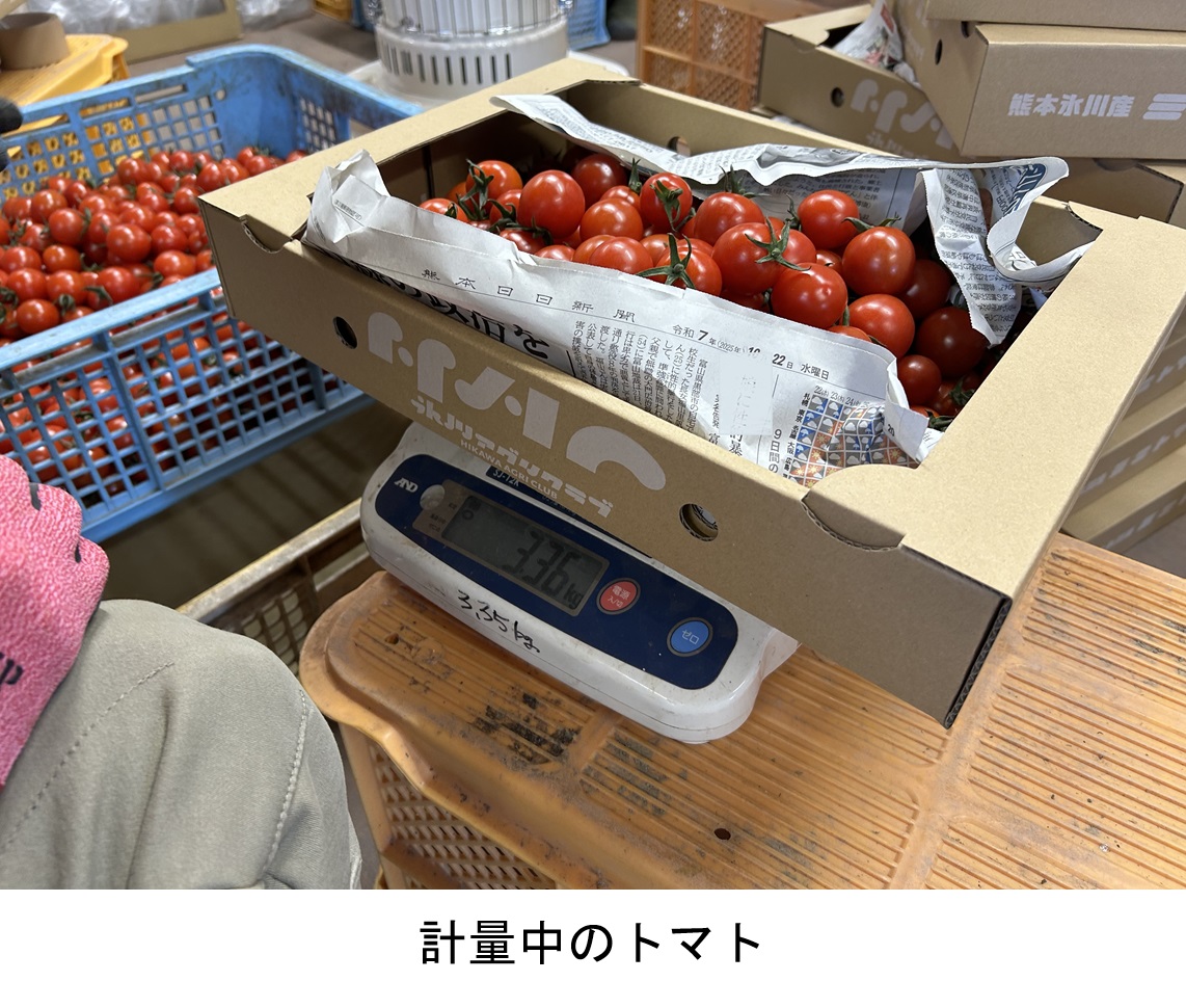 計量中のトマト