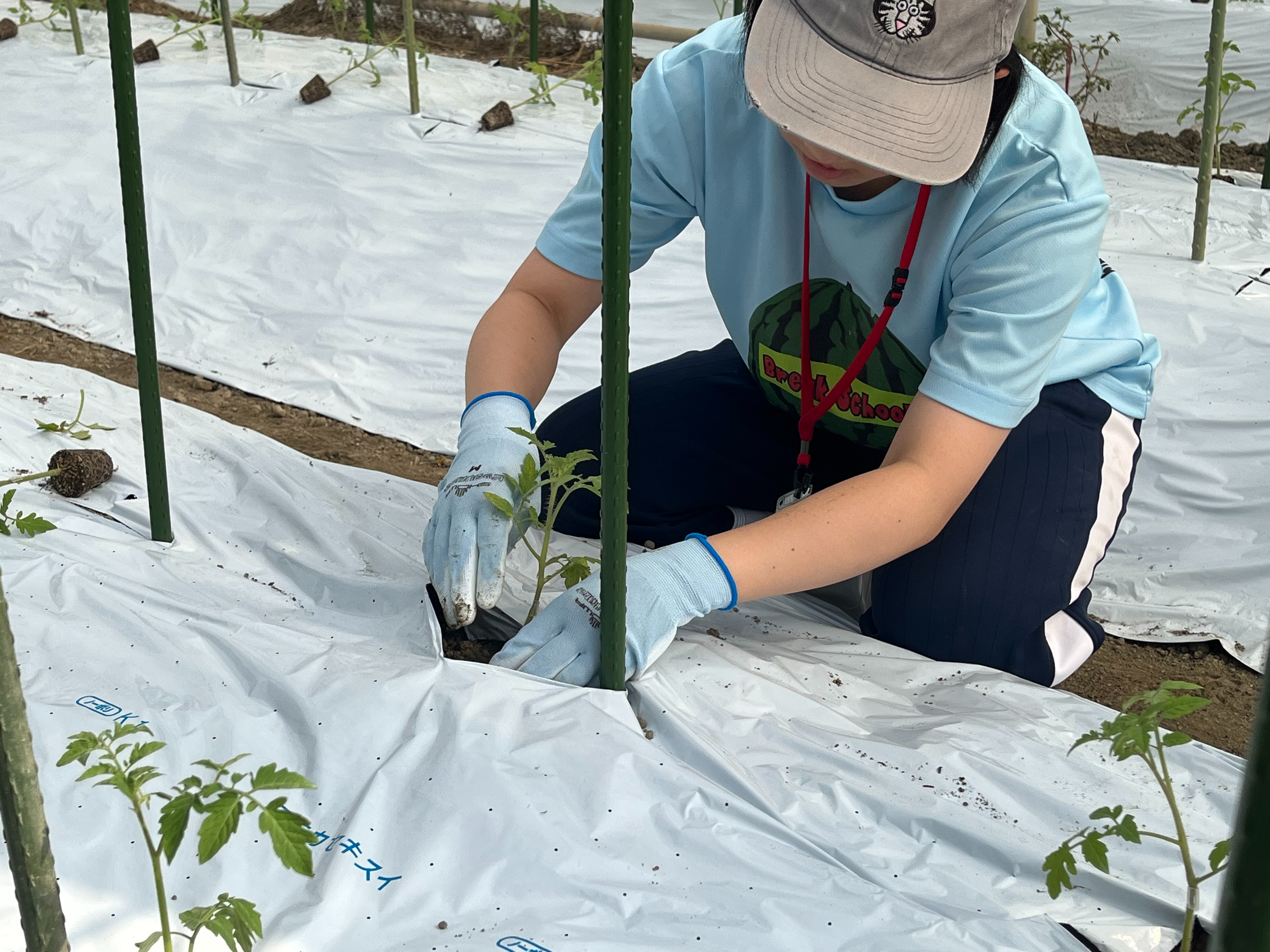 トマト定植イベント