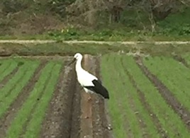 コウノトリ1